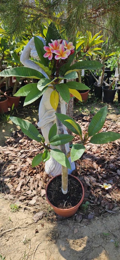 Plumeria rubra "Dulcemia"