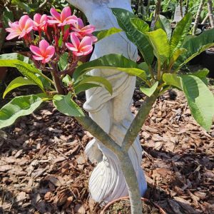 Plumeria rubra "Rhonda"