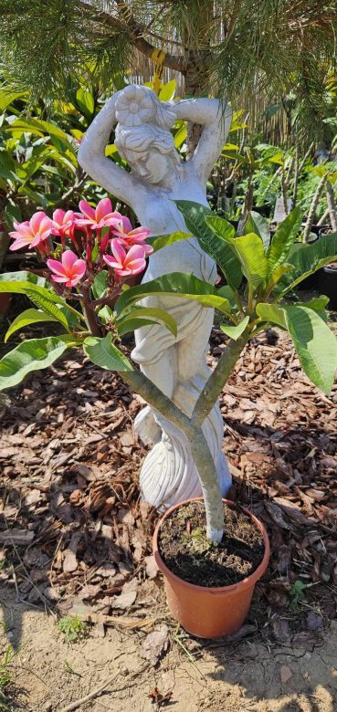 Plumeria rubra "Rhonda"