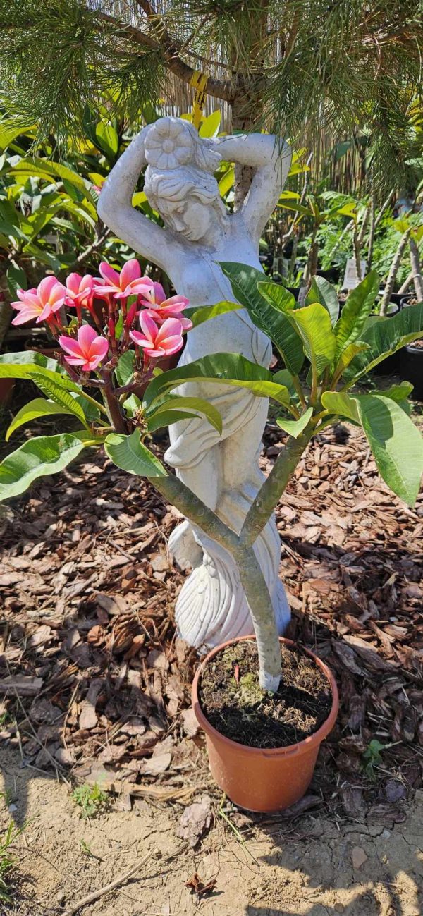 Plumeria rubra "Rhonda"
