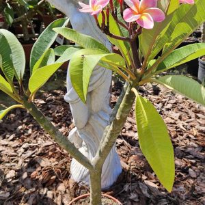 Plumeria rubra "Serenade"