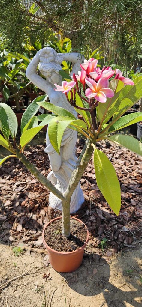 Plumeria rubra "Serenade"