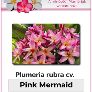 Plumeria rubra - "Pink Mermaid"
