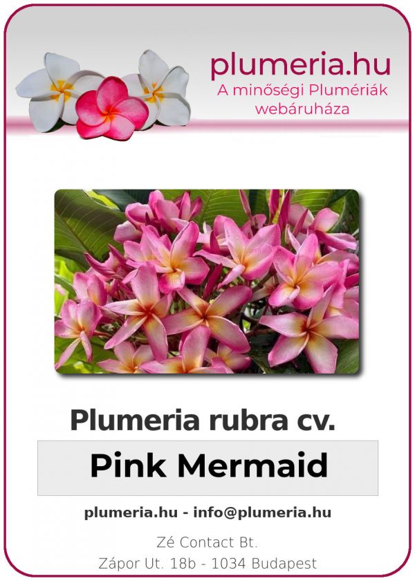 Plumeria rubra - "Pink Mermaid"