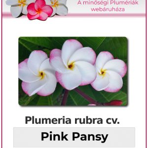 Plumeria rubra - Pink Pansy