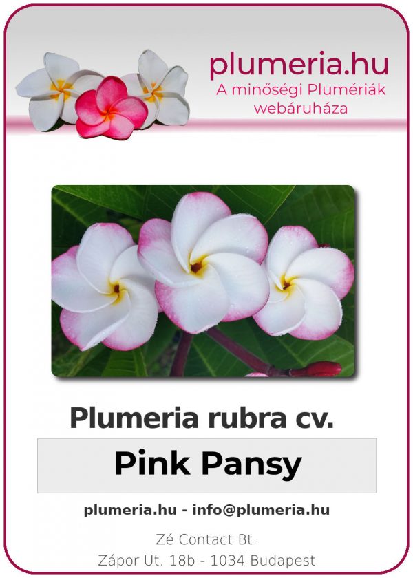 Plumeria rubra - Pink Pansy