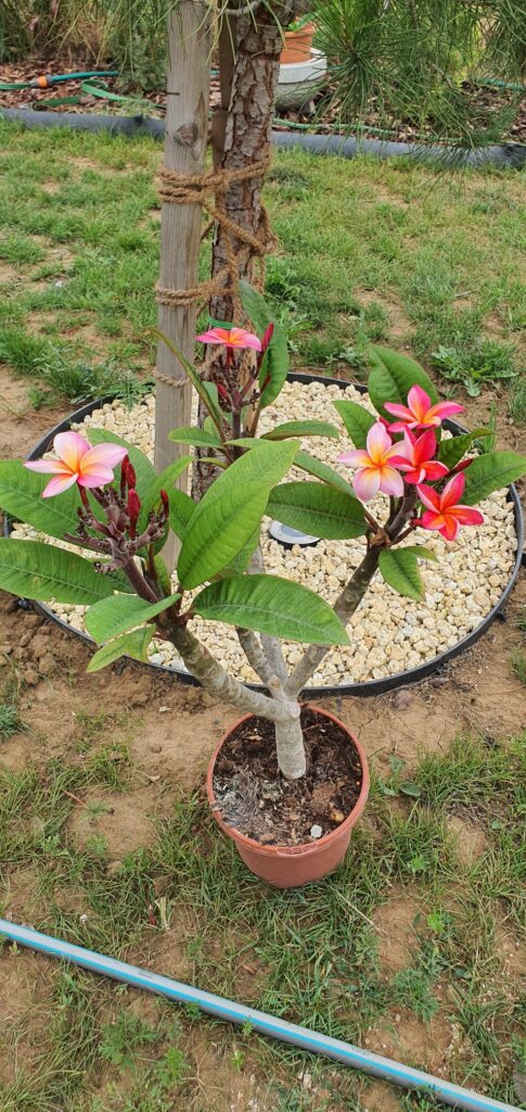 Plumeria rubra "Cabaret"