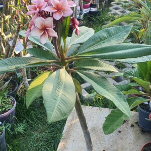 Plumeria rubra "Grenatina"