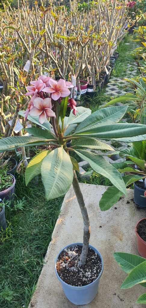 Plumeria rubra "Grenatina"