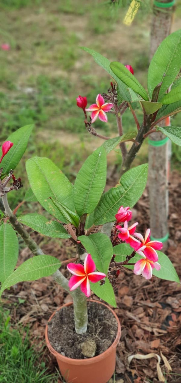 Plumeria rubra "Safari"