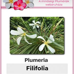 Plumeria "Filifolia"