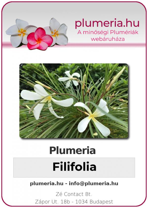 Plumeria "Filifolia"