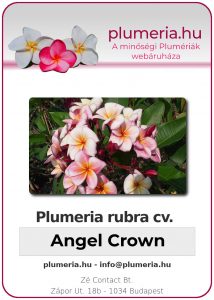 Plumeria rubra - "Angel Crown"
