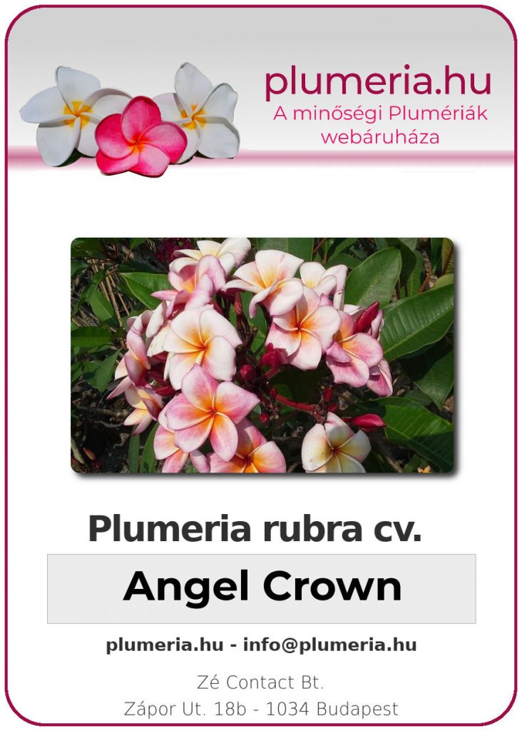 Plumeria rubra "Angel Crown"