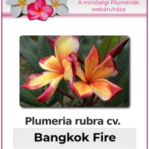 Plumeria rubra - "Bangkok Fire"