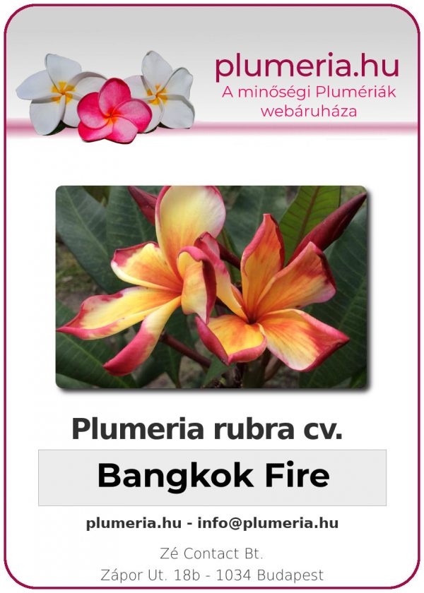 Plumeria rubra - "Bangkok Fire"