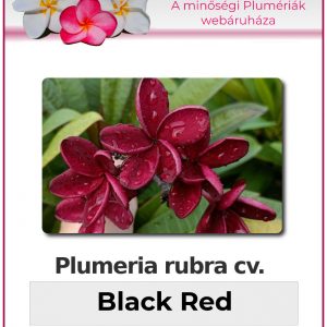 Plumeria rubra - "Black Red"