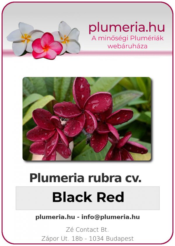 Plumeria rubra - "Black Red"