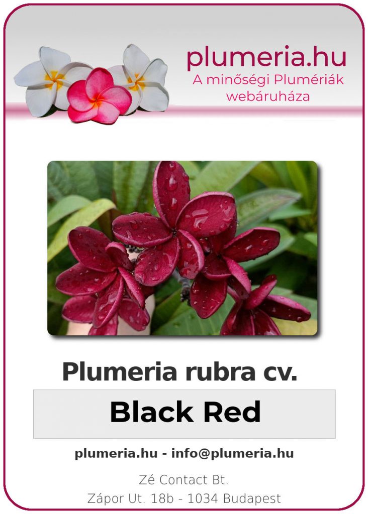 Plumeria rubra "Black Red"