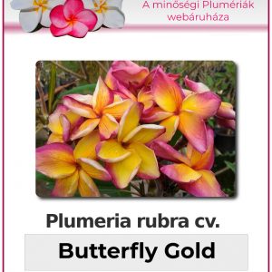 Plumeria rubra - "Butterfly Gold"