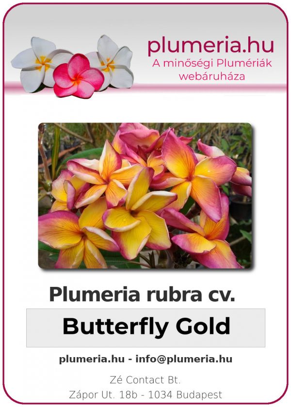 Plumeria rubra - "Butterfly Gold"