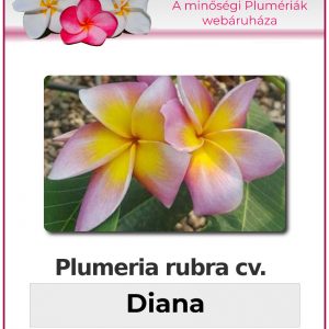 Plumeria rubra - "Diana"