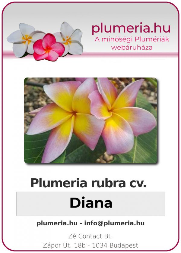 Plumeria rubra - "Diana"