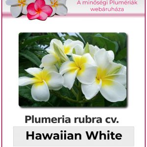 Plumeria rubra - "Hawaiian White"