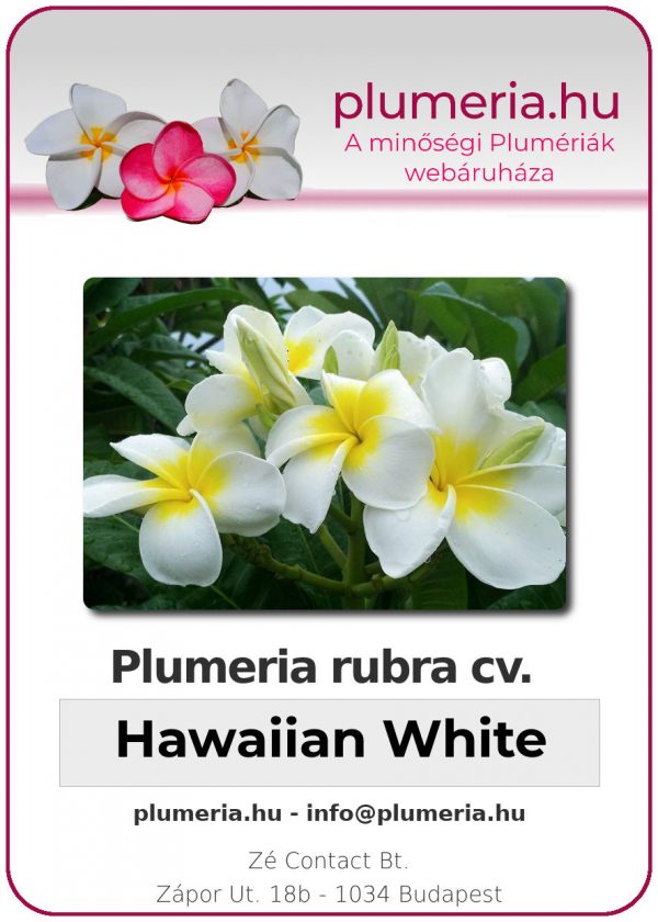 Plumeria rubra - "Hawaiian White"