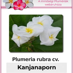 Plumeria rubra - "Kanjanaporn"