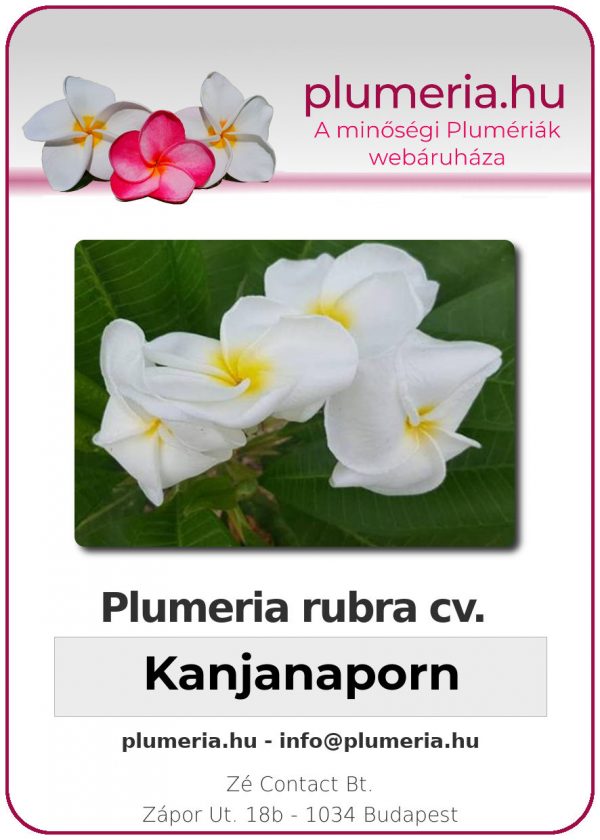 Plumeria rubra - "Kanjanaporn"