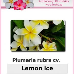 Plumeria rubra - "Lemon ice"