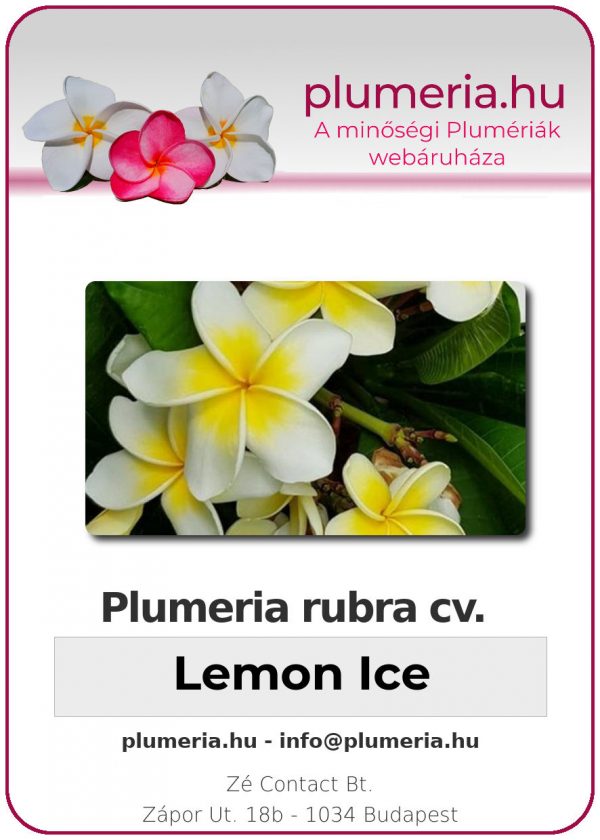 Plumeria rubra - "Lemon ice"