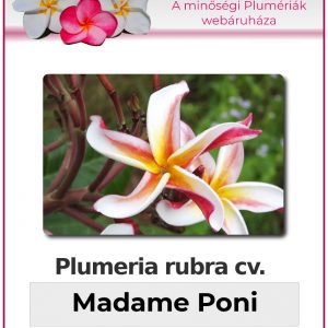 Plumeria rubra - "Madame Poni"