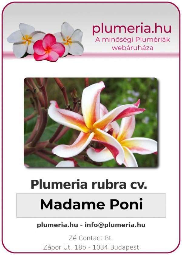 Plumeria rubra - "Madame Poni"