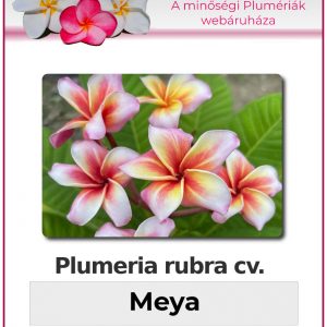 Plumeria rubra - "Meya"