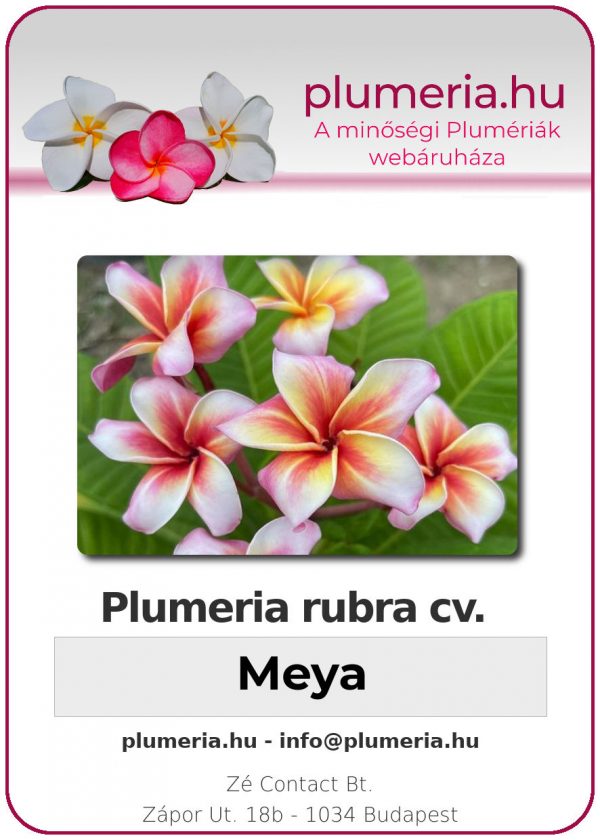 Plumeria rubra - "Meya"