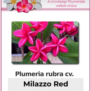 Plumeria rubra - "Milazzo Red"