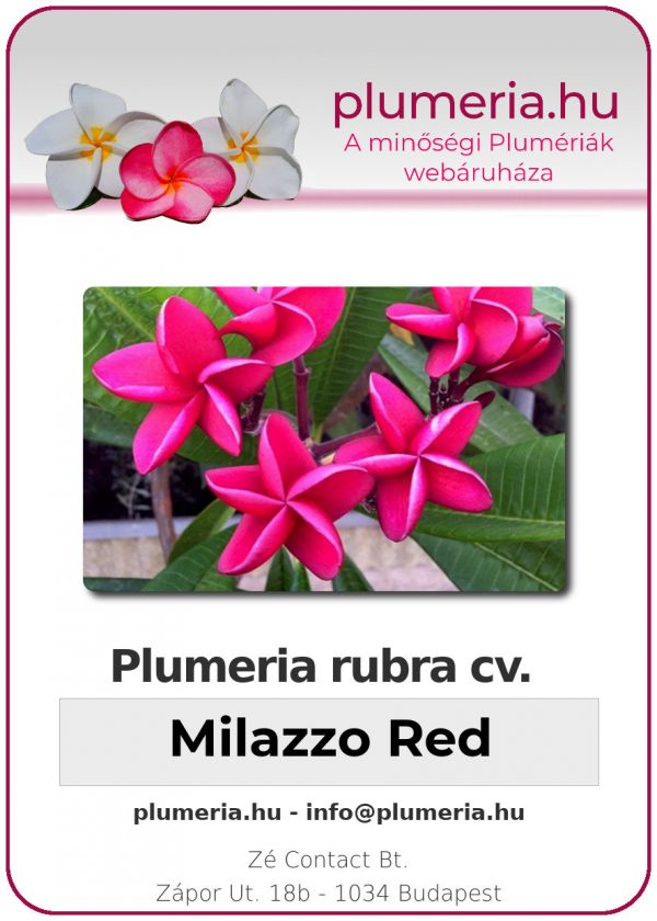 Plumeria rubra - "Milazzo Red"