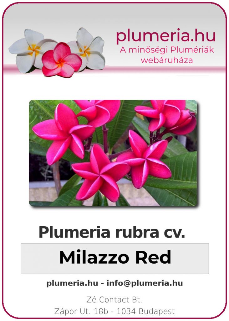 Plumeria rubra "Milazzo Red"