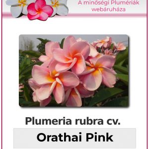 Plumeria rubra - "Orathai Pink"