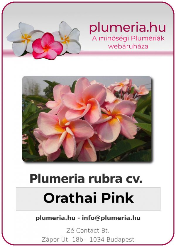 Plumeria rubra - "Orathai Pink"