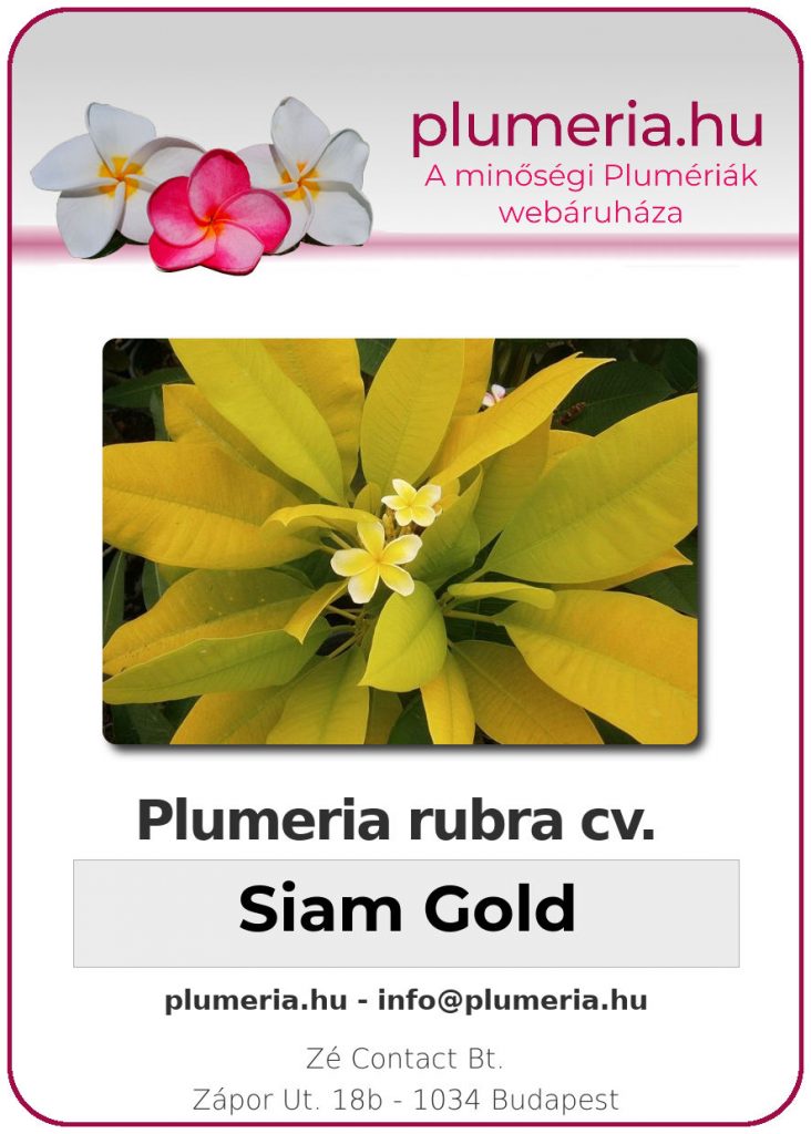 Plumeria rubra "Siam Gold"