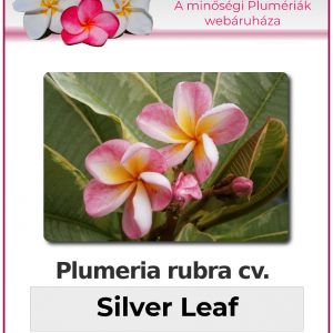 Plumeria rubra - "Silver Leaf"