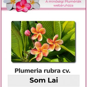 Plumeria rubra - "Som Lai"