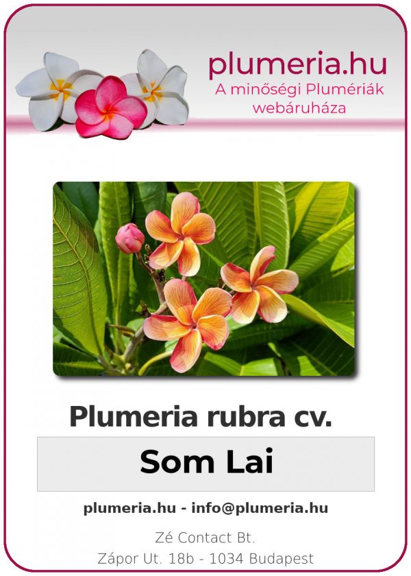 Plumeria rubra - "Som Lai"