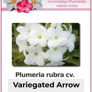 Plumeria rubra - "variegated Arrow"