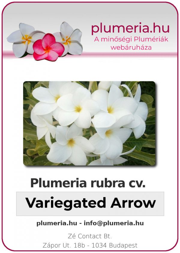 Plumeria rubra - "variegated Arrow"