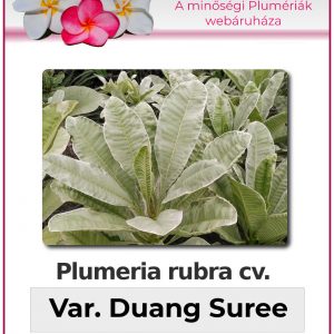 Plumeria rubra - "variegated Duang Suree"