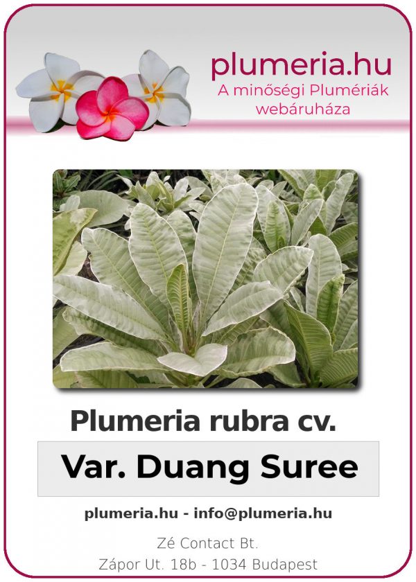 Plumeria rubra - "variegated Duang Suree"